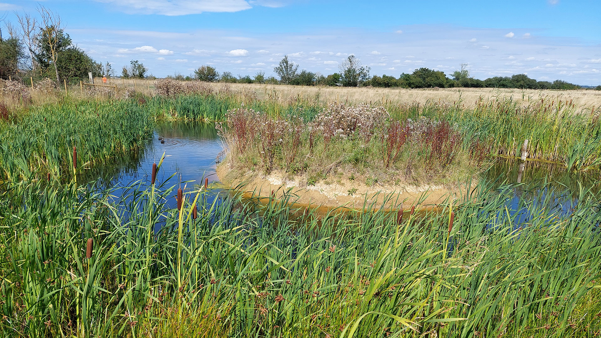 Freshwater pond used as a new habitat for water voles