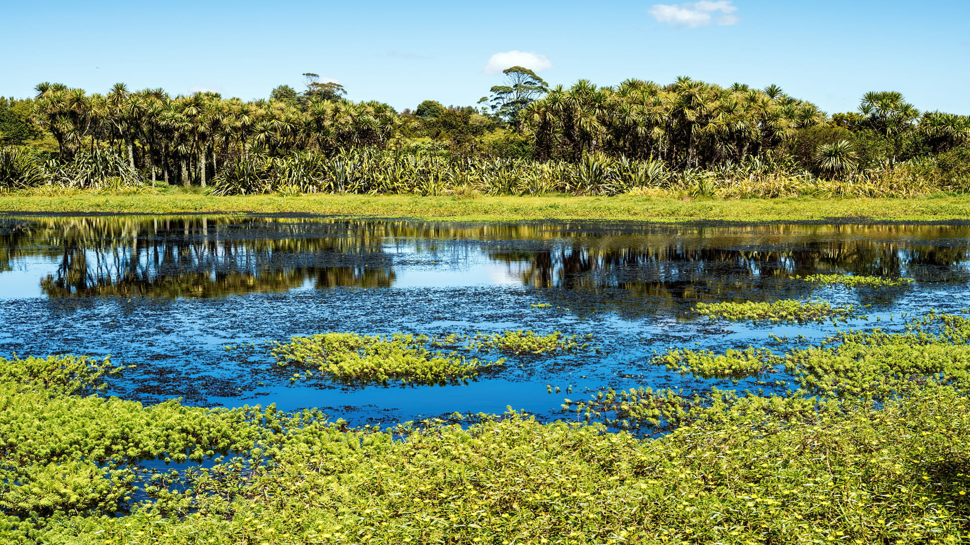 nature-based solutions to tackle climate change